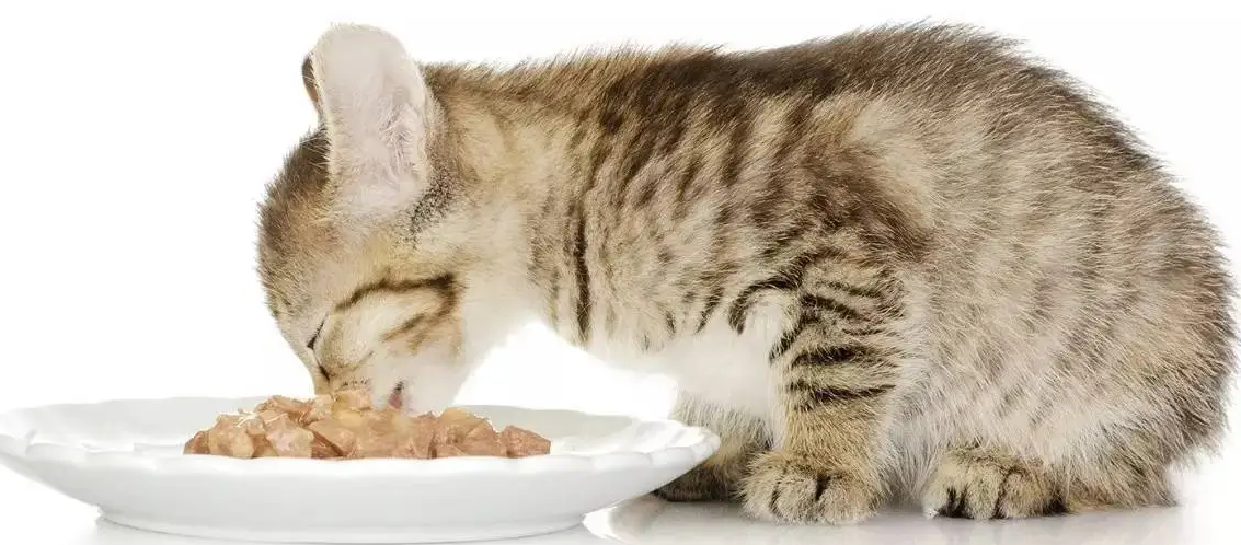 猫不能吃什么食物?有这些 猫不能吃什么食物?有这些