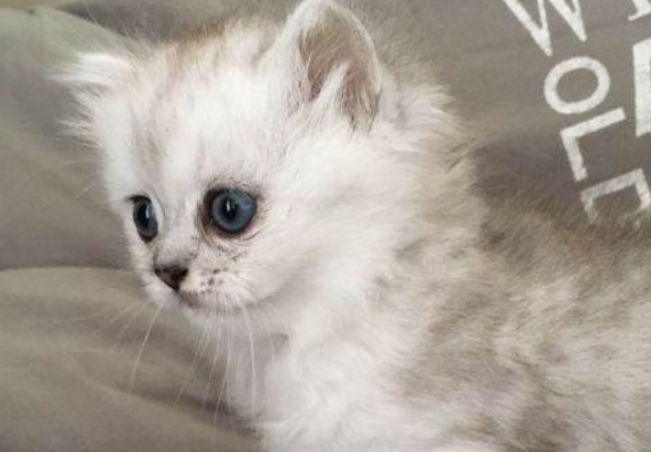 猫能吃辣的食物吗？喂养须知~