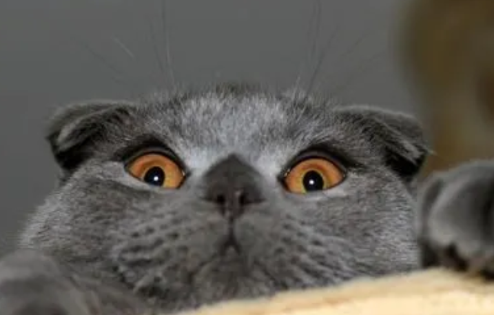 猫能吃辣的食物吗？喂养须知~