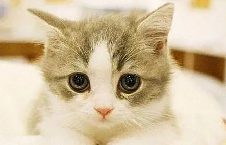 新手了解，猫肚子鼓鼓的硬硬的怎么回事？