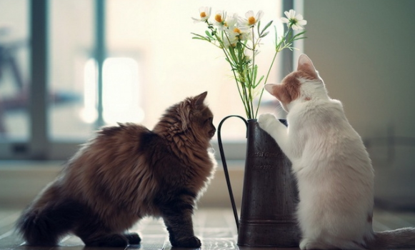 新手了解，猫肚子鼓鼓的硬硬的怎么回事？