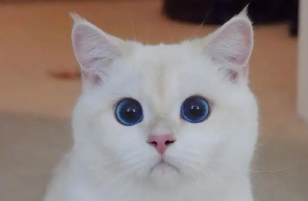 小猫身上有疙瘩像结痂怎么了？可以这么解决～