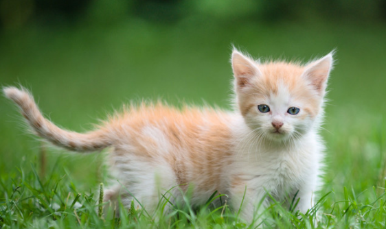 小猫身上有疙瘩像结痂怎么了？可以这么解决～