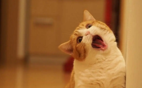 我来给你讲，猫吃了巧克力怎么办？
