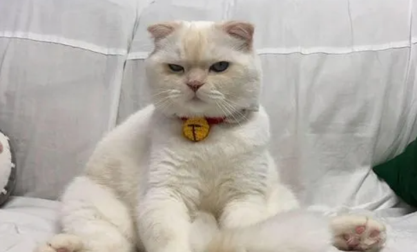我来给你讲，猫吃了巧克力怎么办？