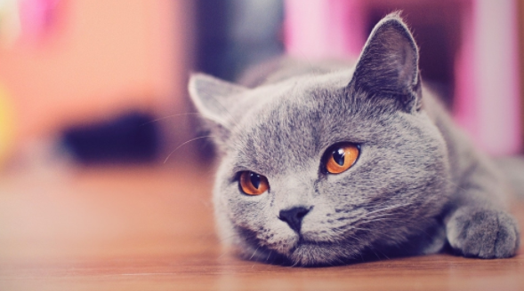 猫耳朵边缘结痂是怎么回事？这篇文章有答案！