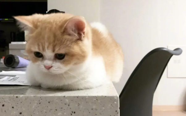 猫耳朵边缘结痂是怎么回事？这篇文章有答案！