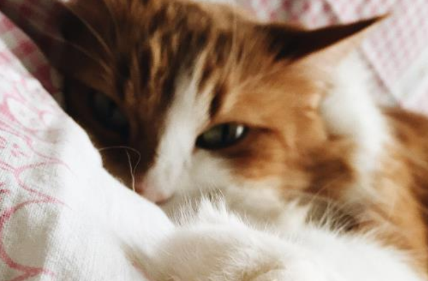 猫牙齿断了还会长吗？饲养须知~