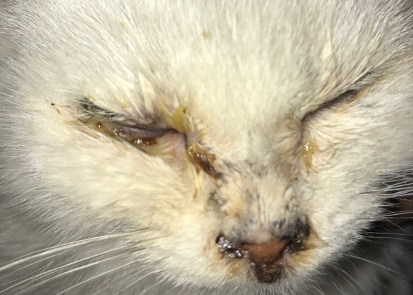 小猫眼屎多？原因大揭秘！