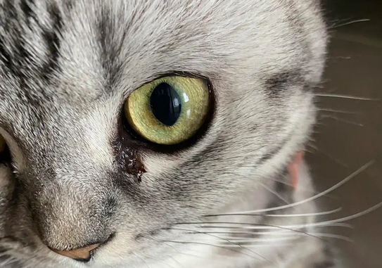 小猫眼屎多？原因大揭秘！