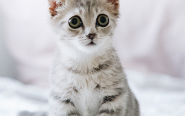 猫抓到出血要打针吗？你知道多少呢？