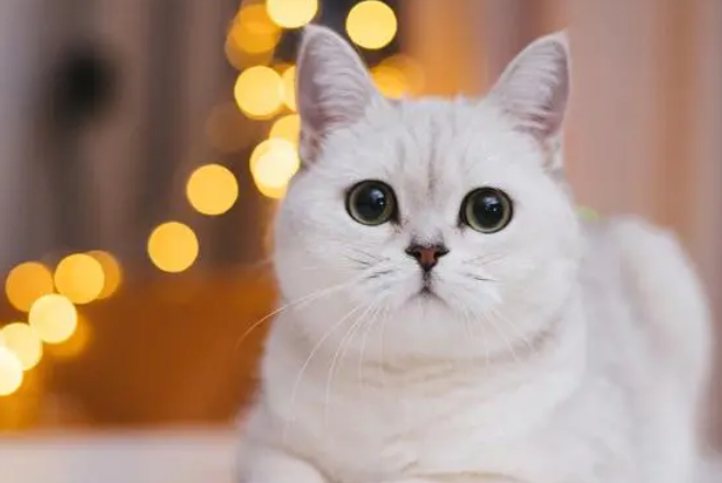 猫抓到出血要打针吗？你知道多少呢？
