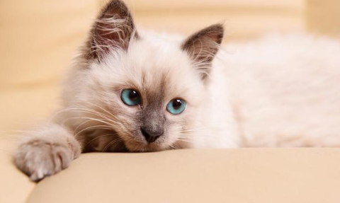 血统猫为什么贵?速速来get 血统猫为什么贵?速速来get