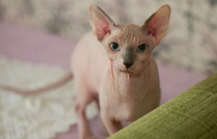 血统猫为什么贵?速速来get 血统猫为什么贵?速速来get