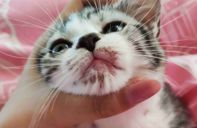 猫下巴毛少怎么回事？有没有想知道的！