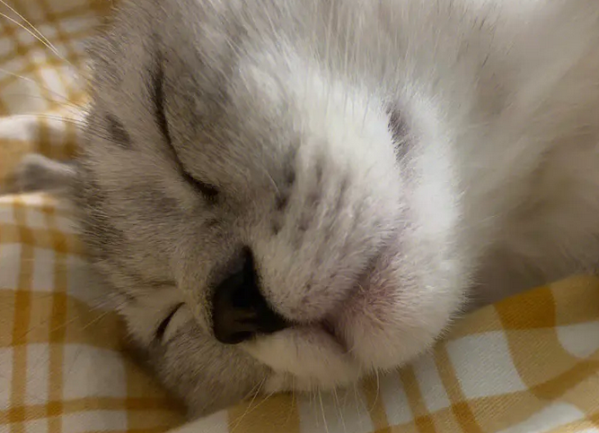 猫下巴毛少怎么回事？有没有想知道的！