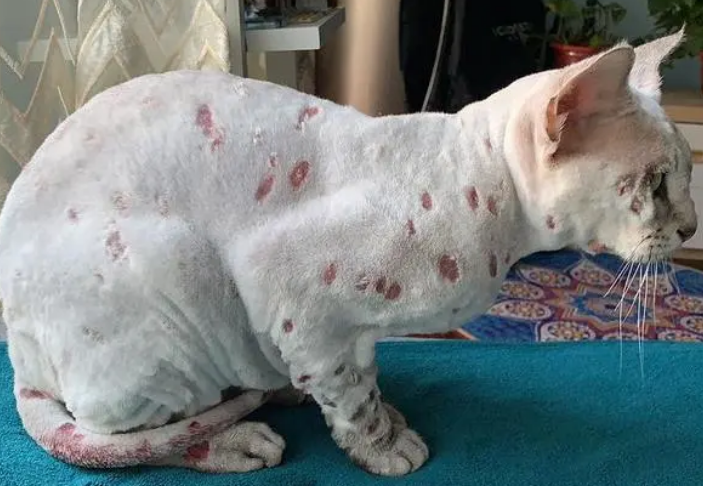 猫癣只吃内服能治好吗？主人来看看吧