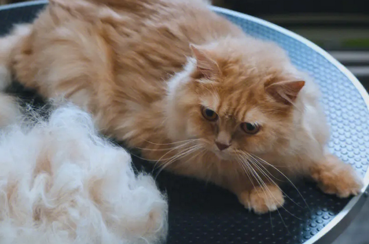 今日科普：三个月的猫掉毛正常吗？