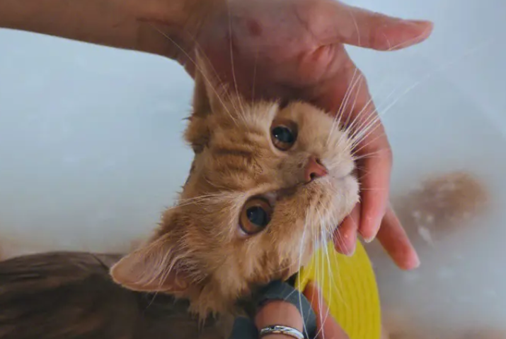 今日科普：三个月的猫掉毛正常吗？