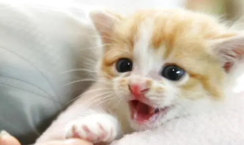 狂犬病毒猫生下来就携带吗?来了解下吧 狂犬病毒猫生下来就携带吗?来了解下吧