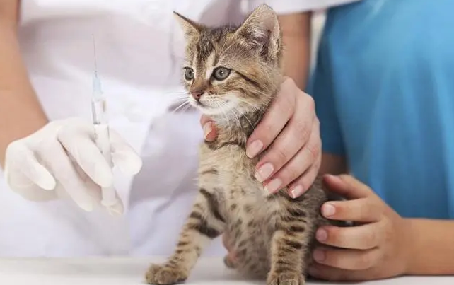 狂犬病毒猫生下来就携带吗?来了解下吧 狂犬病毒猫生下来就携带吗?来了解下吧