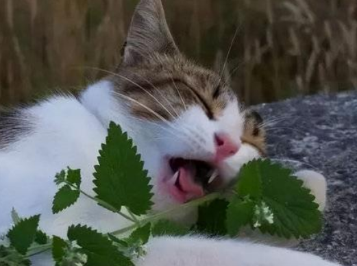 今日解析,猫薄荷是什么东西对猫有什么用? 今日解析,猫薄荷是什么东西对猫有什么用?