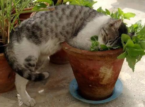 今日解析,猫薄荷是什么东西对猫有什么用? 今日解析,猫薄荷是什么东西对猫有什么用?