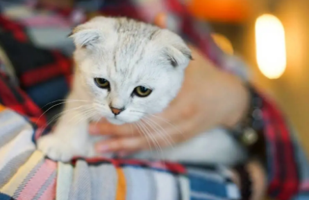 猫对主人的记忆有多久？新手铲屎官可以看看~