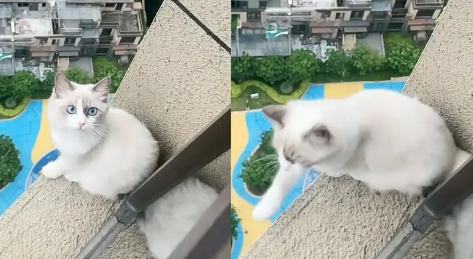 猫跑到高层阳台怎么救？一文告诉你！