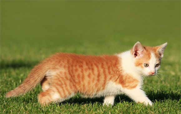 猫膀胱炎怎么引起的？竟然是因为这个