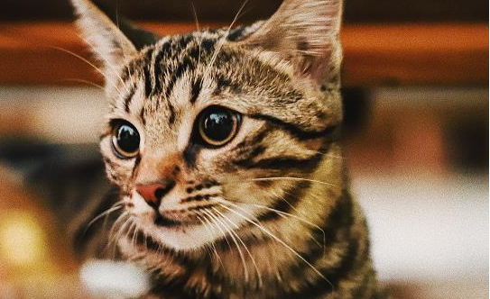 猫膀胱炎怎么引起的？竟然是因为这个