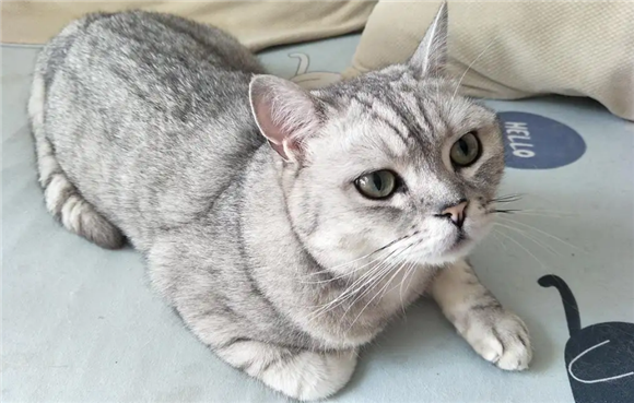 猫咪为什么喜欢抱着手蹬？原因其实很简单