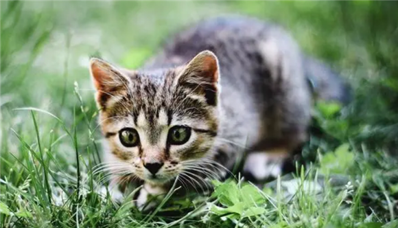 猫总吐怎么回事?大致有四种情况 猫总吐怎么回事?大致有四种情况