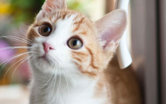 猫总吐怎么回事?大致有四种情况 猫总吐怎么回事?大致有四种情况