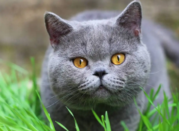 猫上吐下泻但很有精神为什么？我来给你说说～