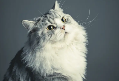 猫上吐下泻但很有精神为什么？我来给你说说～