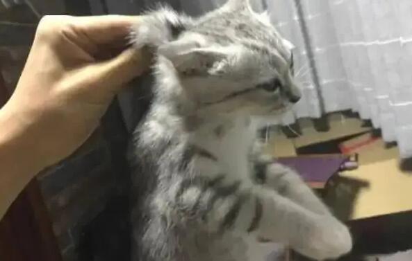 为什么揪猫脖子后面它就不动了？这篇文章给你答案