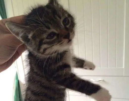 为什么揪猫脖子后面它就不动了？这篇文章给你答案
