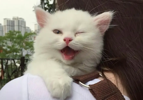 养宠小知识：猫瘟初期呕吐频率高吗？