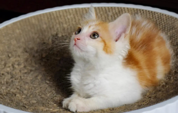 养宠小知识：猫瘟初期呕吐频率高吗？