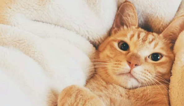 快来了解：猫心脏病症状表现有哪些？