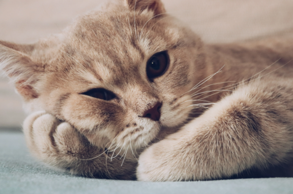 快来了解：猫心脏病症状表现有哪些？