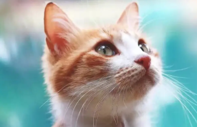 我来告诉你，猫癣会传染给猫吗？