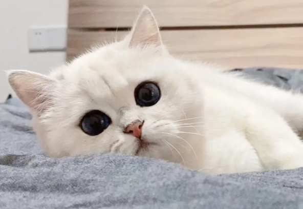 我来告诉你，猫癣会传染给猫吗？