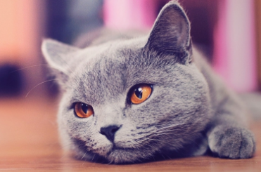 猫能不能打？不知道的来看看！