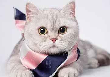猫能不能打？不知道的来看看！