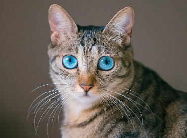 猫能吃板栗吗？来这里看看吧~