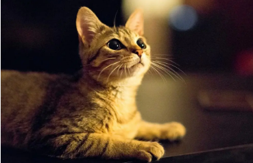 猫能吃甘蔗吗？这篇文章有答案！