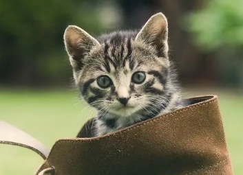 猫能吃甘蔗吗？这篇文章有答案！