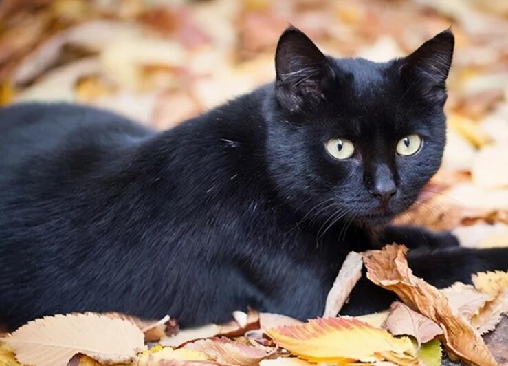 全黑的猫为什么不能养？说了你别不信